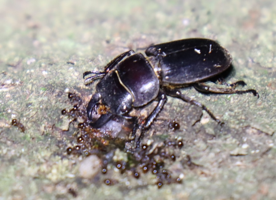 ヒラタクワガタ♂ 28mm_シラカシ_2023年6月20日19時55分気温21.2度